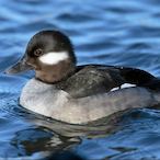 Agent_GodlyDuck's Avatar'