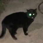 JJFluffi's Avatar'