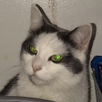 Choppason0's Avatar'