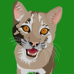 B0BCAT.-.'s Avatar'