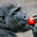 Soda_ApeS's Avatar'