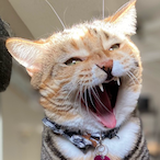 BiscuitHoffer's Avatar'
