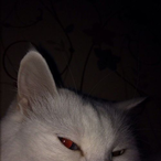 Kosodryga_'s Avatar'