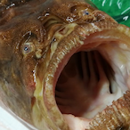 doBAMEmonn.fqll's Avatar'