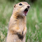 Gopherboy76's Avatar