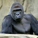RIP.Harambe420's Avatar'