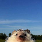 itsizaak03's Avatar'