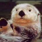 beaver.kim's Avatar'