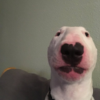 PickleWalter's Avatar'