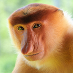 tardo_assmonke's Avatar'