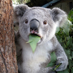 PUIPUI_Koalaaaa's Avatar'