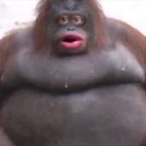 ThePokeKami's Avatar'