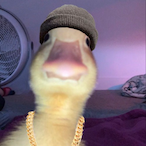 DuckFluff8371's Avatar'