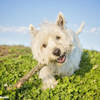 Artisan_____'s Avatar'