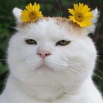 lIIlIlIIIllIIII's Avatar'