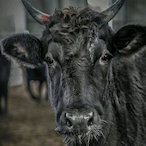 Blackcow_OwO's Avatar'