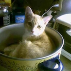 CatShartSoup's Avatar'