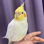 hululululurua's Avatar'