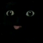 KitKatCatFacts's Avatar'