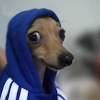pitoooooo's Avatar'