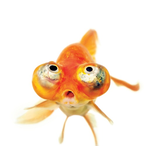 Its2G1itchy's Avatar'