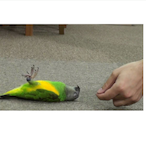 a_dead_parrot_'s Avatar'