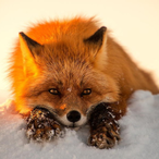 OKLM_Foxone's Avatar'