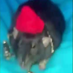 CrystalPistoI's Avatar'
