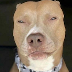 Lightskindog2's Avatar'