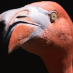 ARagingFlamingo's Avatar'
