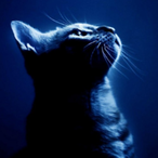 Jax.AKG's Avatar'