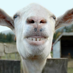 hunter_colts's Avatar'