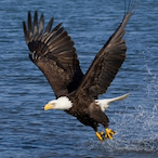 Eaglehawkpanther's Avatar'