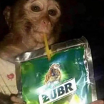 jp2gmdhwdp's Avatar'