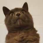 m3ow 4 D0ddy's Avatar'