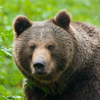 beary.bad's Avatar'