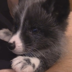 ArchieAwoo's Avatar'