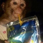 MultiMonke's Avatar'