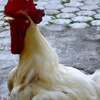 Virrella's Avatar'