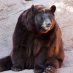 Primordial_Bear's Avatar'