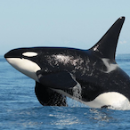 GasPoweredOrca's Avatar'