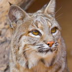Khajiit_Takes's Avatar'