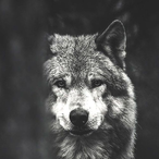 Ghost-Tiger28's Avatar'