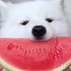 wigglethruyohood's Avatar'