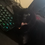 About14cats's Avatar'