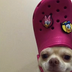 Afghan-Bazaar's Avatar'