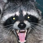Fat_Racc00n's Avatar'