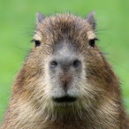 Mr.Capybara.'s Avatar'