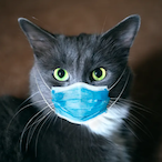 hinewbee's Avatar'
