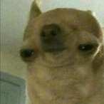 Twitchparrita67's Avatar'